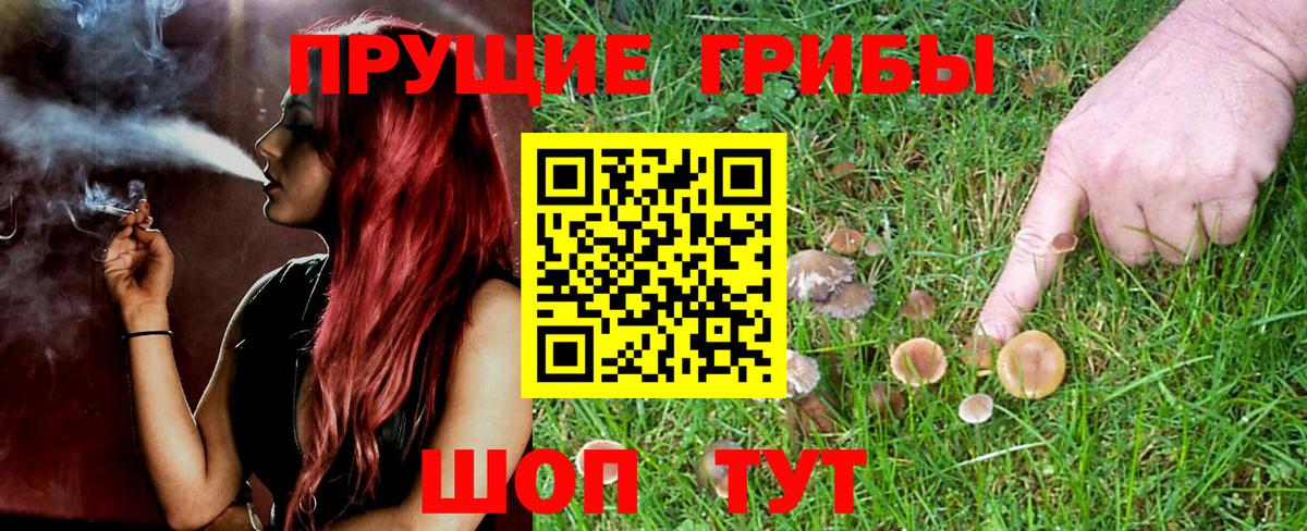 Галлюциногенные грибы Psilocybe Еманжелинск